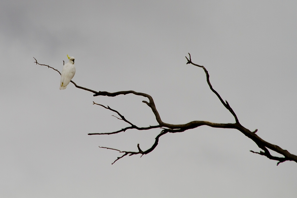 17 - Mt Field NP (13) - Cacatoes à crête.jpg